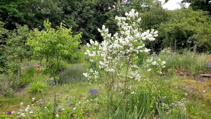 Duftjasmin Beet „Omega“ 23. Kalenderwoche 2022