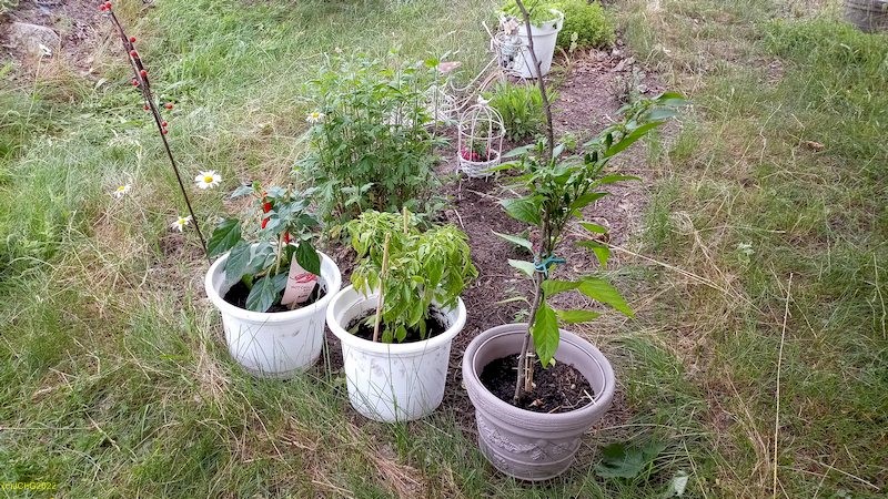 Drei Chilis Beet „Sommerflieder“ 23. Kalenderwoche 2022