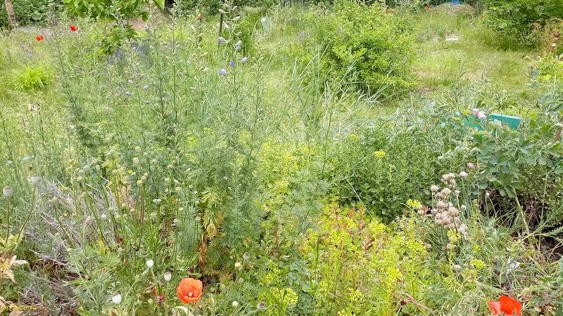 Mohnblumen und Rittersporn Beet „Amor“ 23. Kalenderwoche 2022