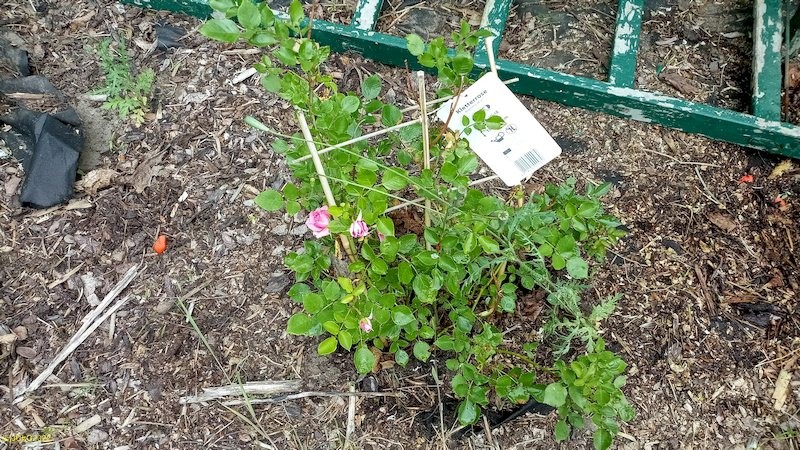 Kletterrose Beet „Wein“ 23. Kalenderwoche 2022