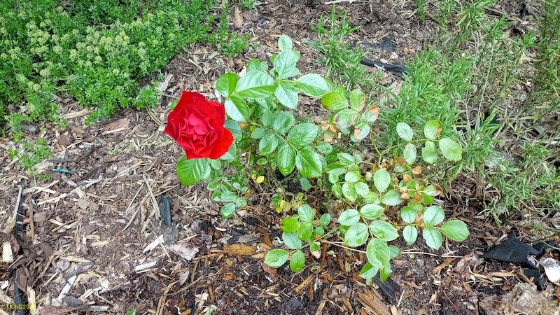 Rote Rose Beet „Wessdorn“ 23. Kalenderwoche 2022