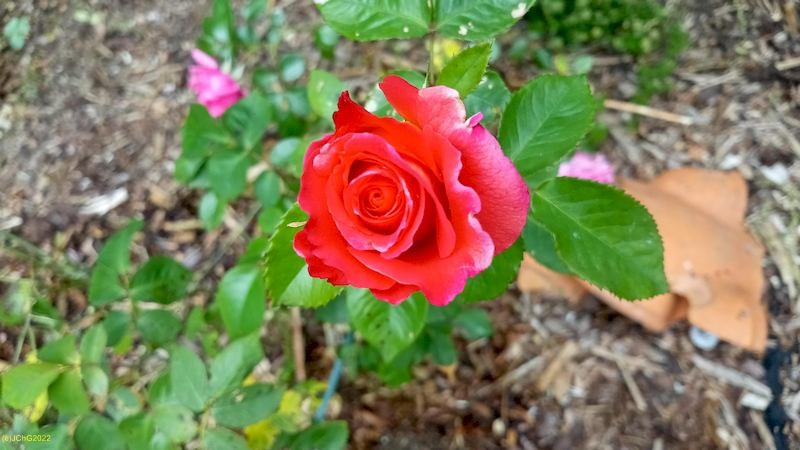 Rose Beet „Wessdorn“ 23. Kalenderwoche 2022