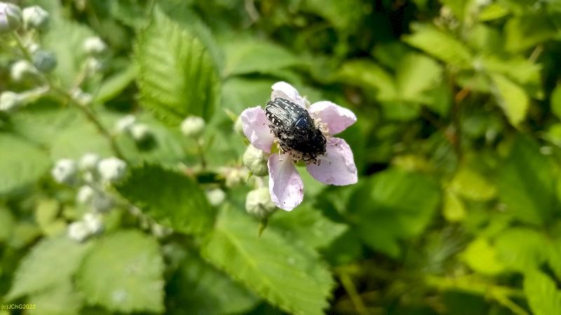 Trauer-Rosenkäfer an Brombeerblüte Beet „Brombeere“ 23. Kalenderwoche 2022