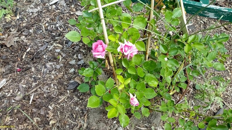 Kletterrose Beet „Wein“ 23. Kalenderwoche 2022