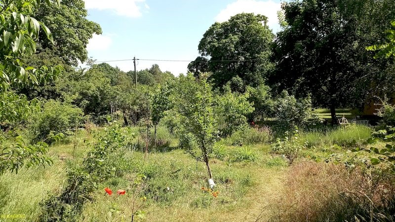 Apfelbaum im Beet „Boskop“ 23. Kalenderwoche 2022