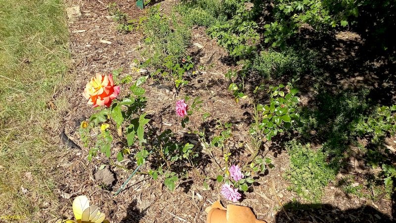 Rosen am Sitzplatz im Beet „Wessdorn“ 23. Kalenderwoche 2022