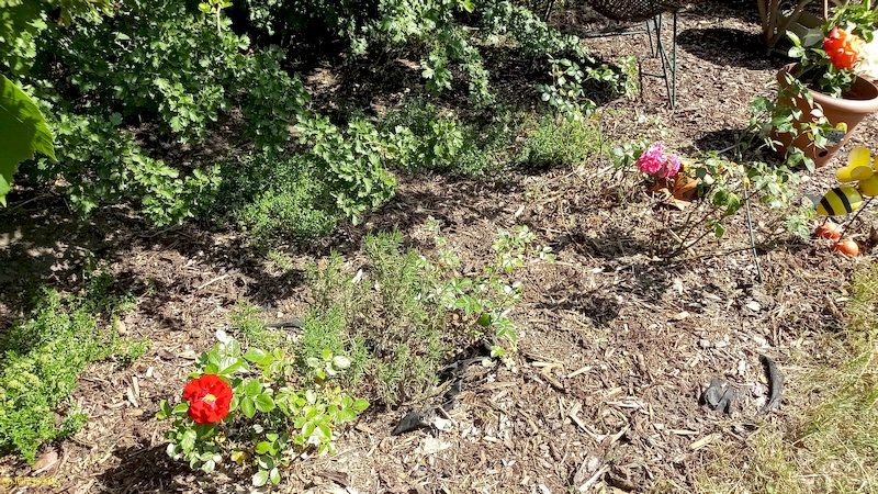 Rosen, Thymian Beet „Wessdorn“ 23. Kalenderwoche 2022