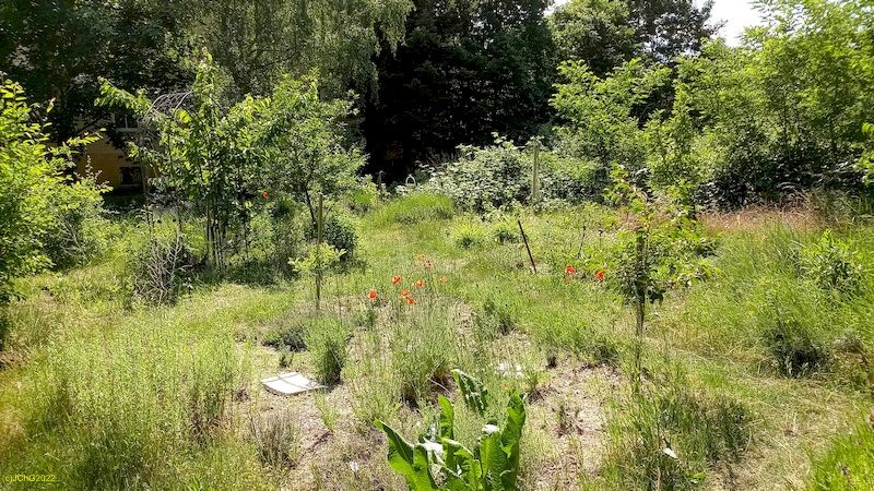 Beet „Meerrettich“ 23. Kalenderwoche 2022
