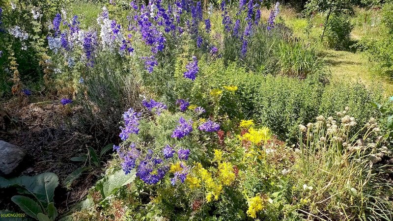 Gartenrittersporn und Sedum blühen Beet „Wolfgang“ 25. Kalenderwoche 2022
