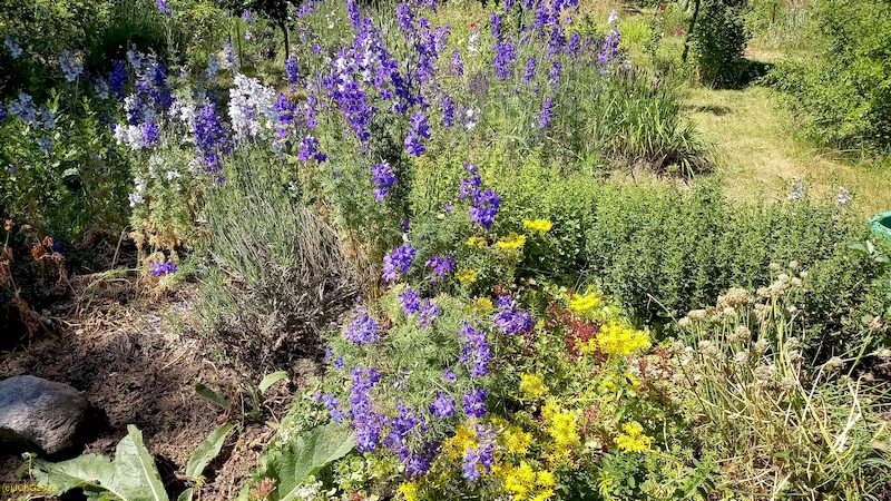 Gartenrittersporn, Schnittlauch und mehr Beet „Amor“ 25. Kalenderwoche 2022