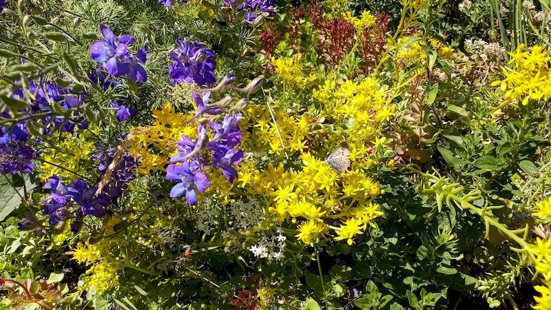 Und nochmal Gartenrittersporn und Sedum Beet „Amor“ 25. Kalenderwoche 2022