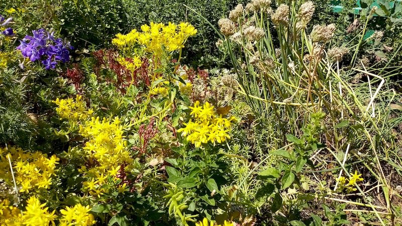 Sedumblüten Beet „Amor“ 25. Kalenderwoche 2022