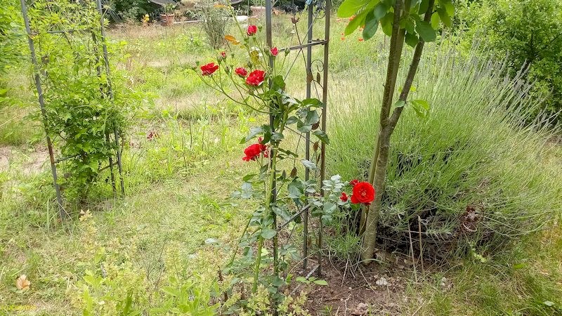 Rosenblüten Beet „Christian“ 25. Kalenderwoche 2022