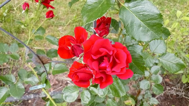 Rose blüht Beet „Christian“ 25. Kalenderwoche 2022
