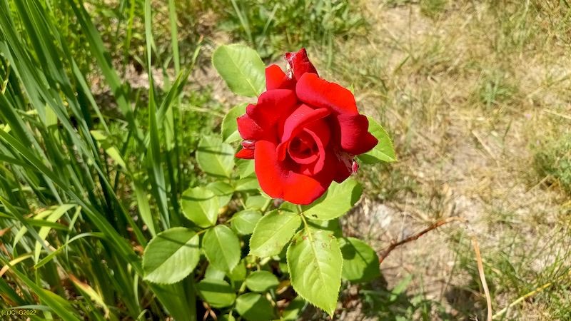 Rose blüht Beet „Boskop“ 25. Kalenderwoche 2022