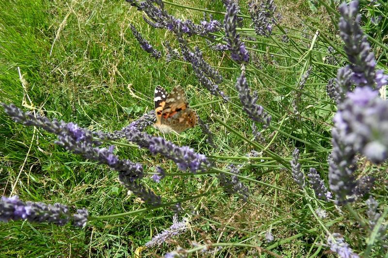Admiral und Lavendel Juli 2016