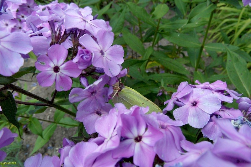 Zitronenfalter und Phlox Juli 2016