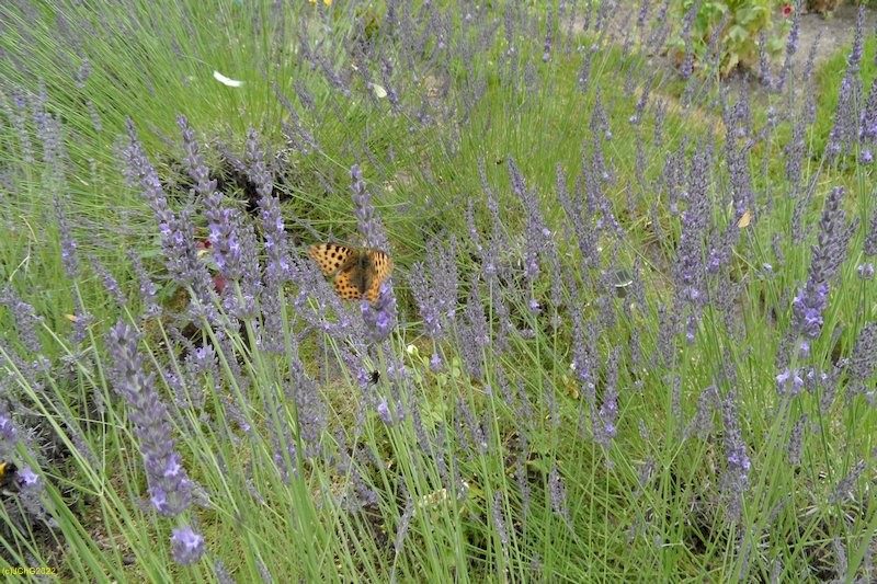 Perlmuttfalter und Lavendel Juli 2016