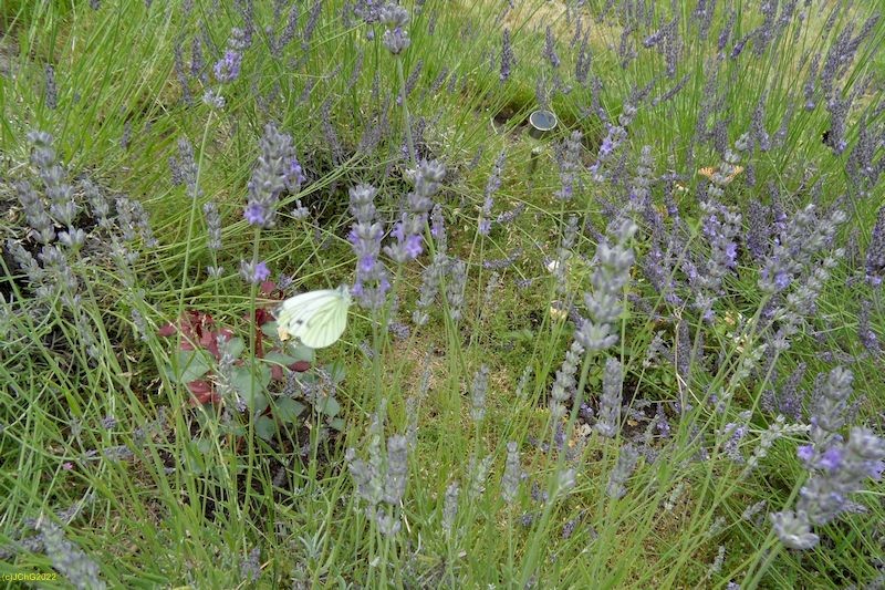 Weißling und Lavendel Juli 2016