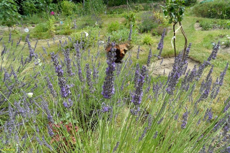 Kleiner Fuchs und Lavendel Juli 2016