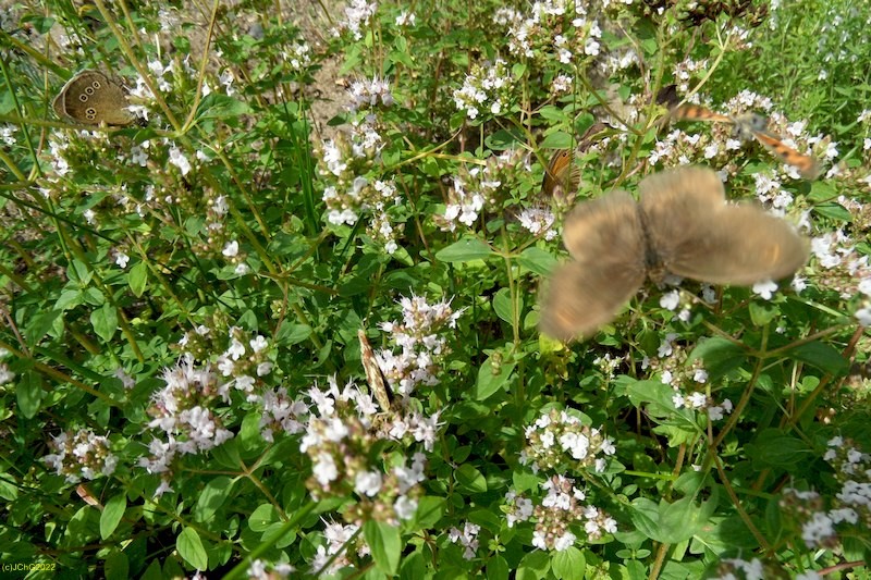 Schmetterlinge und Majoran Juli 2016