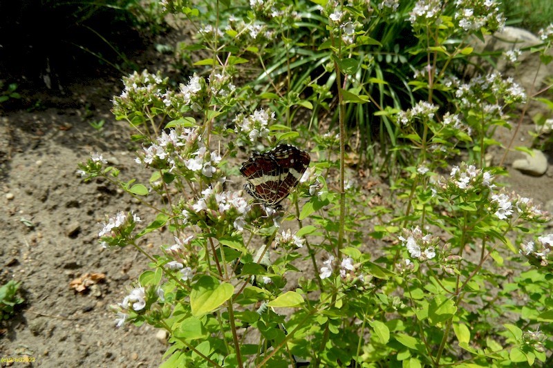 Landkärtchen Juli 2016
