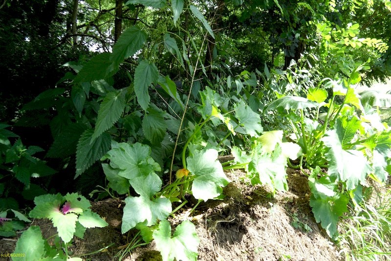 Baumspinat und Zucchini Juli 2016