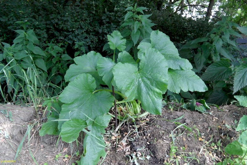 Zucchini Juli 2016