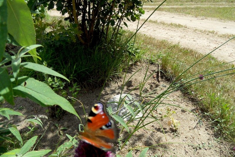 Tagpfauenauge Juli 2016