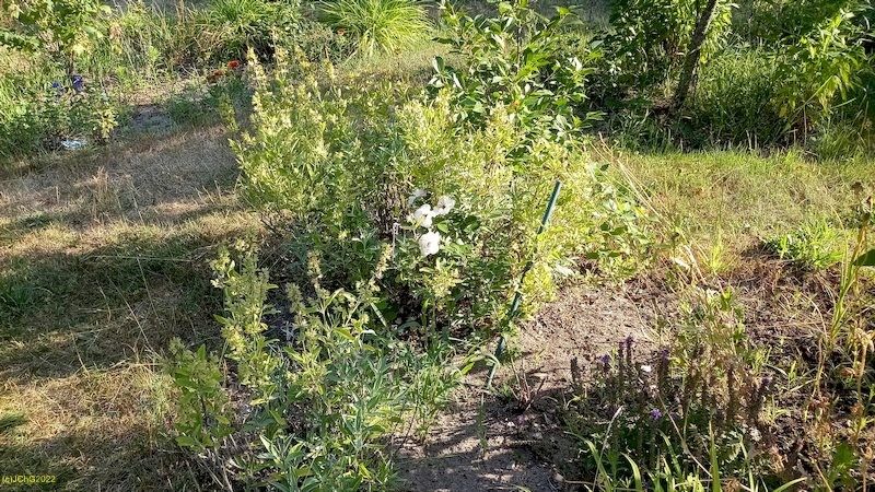 Salbei und Rosen Beet „Trapez“ 5.7.2022