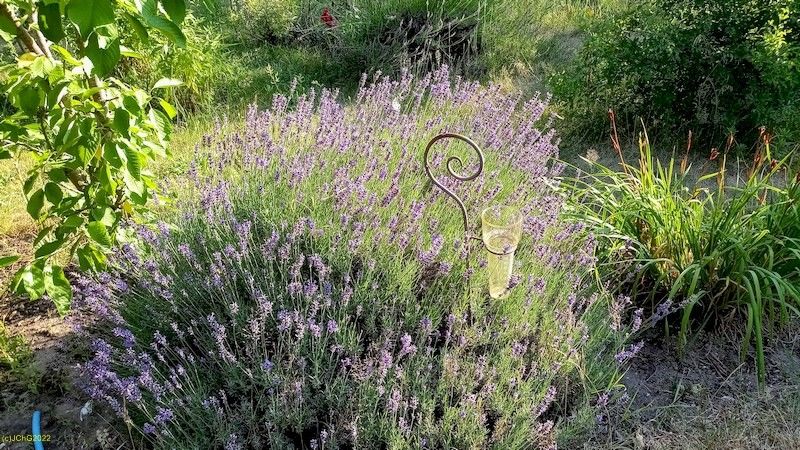 Hummeln und Schmetterlinge am Lavendel Beet „Trapez“ 5.7.2022