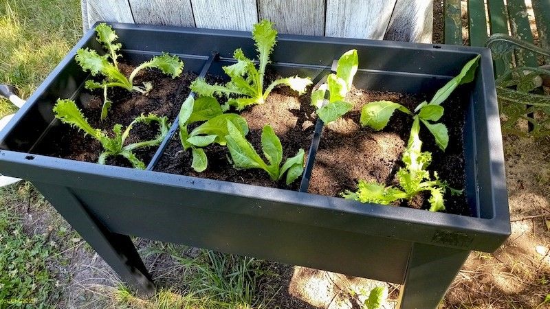 Hochbeet ist fertig 11. 7. 2022
