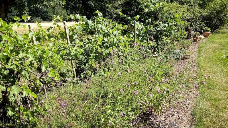 Beet „Wein“ 11. 7. 2022