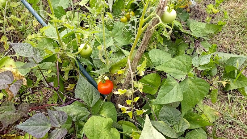 Tomaten werden rot II Beet "Wolfgang" 26.7.22