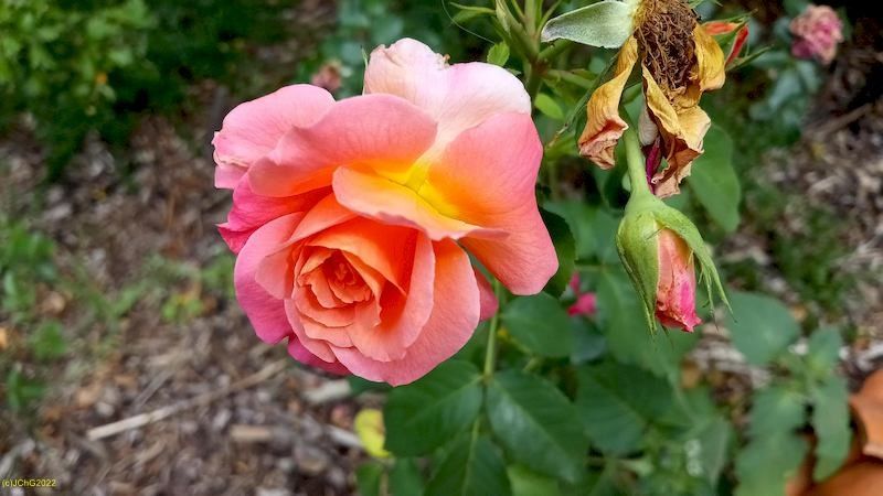 Rosenblüte im Beet „Weißdorn“ 30. Kalenderwoche 2022
