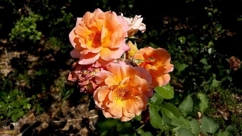 Rosenblüten im Beet „Weißdorn“ 30. Kalenderwoche 2022