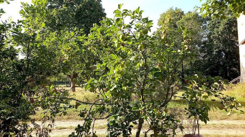 Apfelbaum im Beet „Sanddorn“ 04.08.2022