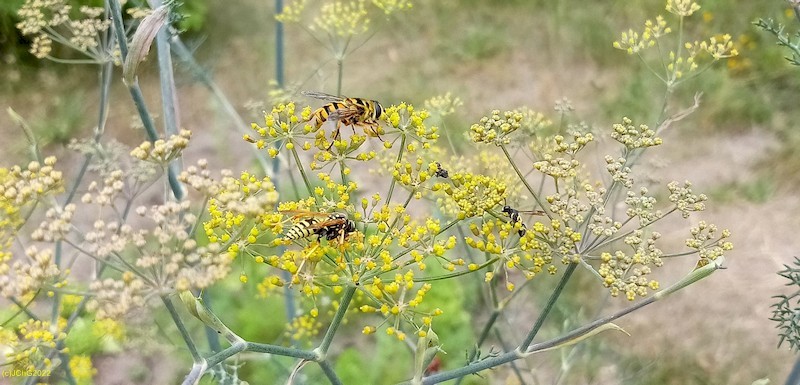 Zwei Insekten am Bonzefenchel Beet „Erdneere“ 5.8.2922