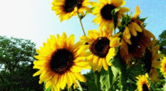 Sonnenblumen Seitenbild 2015