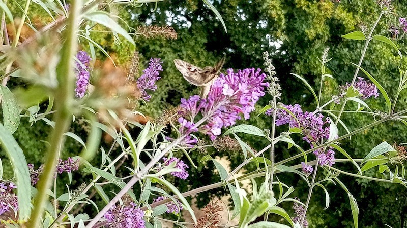 Eulenfalter (Erebidae und Noctuidae) FinchesjarRietz