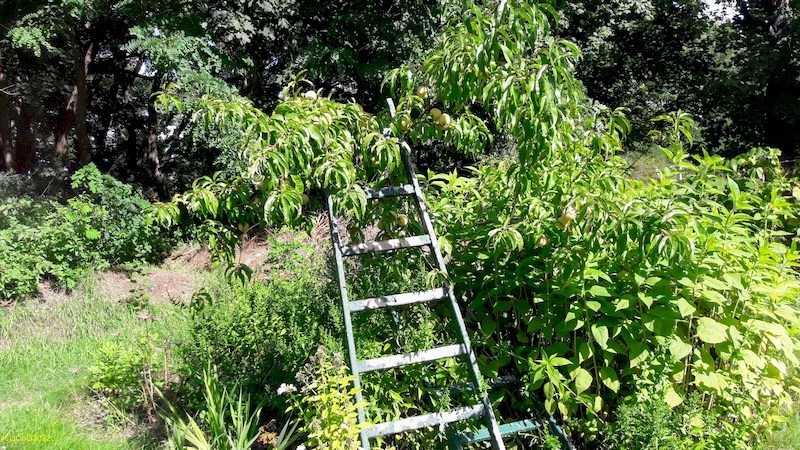Die Leiter stützt den Pfirsich Beet „Mangold“ 36. Kalenderwoche 2022