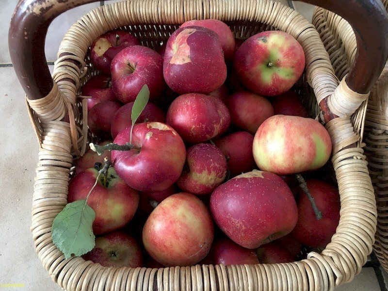 Äpfel für die Dorffeen 38. Kalenderwoche 2022