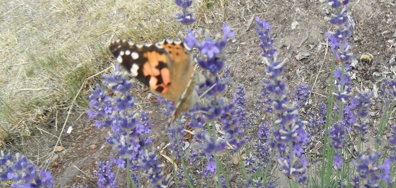Distelfalter am Lavendel II Juli 2019