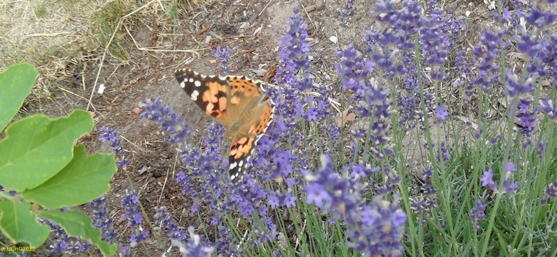 Distelfalter am Lavendel II Juli 2019