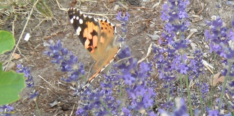 Distelfalter am Lavendel Juli 2019