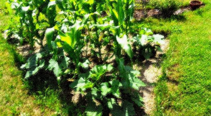 Gemüse 2017 Seitenbild