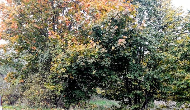 Herbst auf dem Guts-Grundstück I. 41. Kalenderwoche 2022