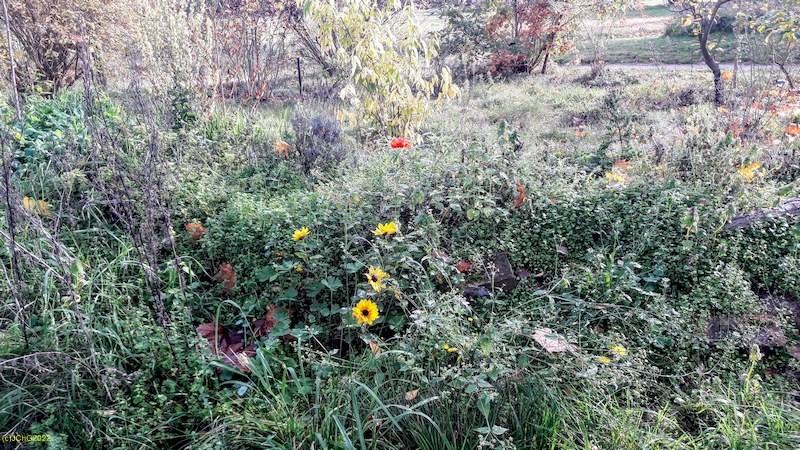 Sonnenblumen und Mohnblume Beet "Amor" 43. Kalenderwoche 2022