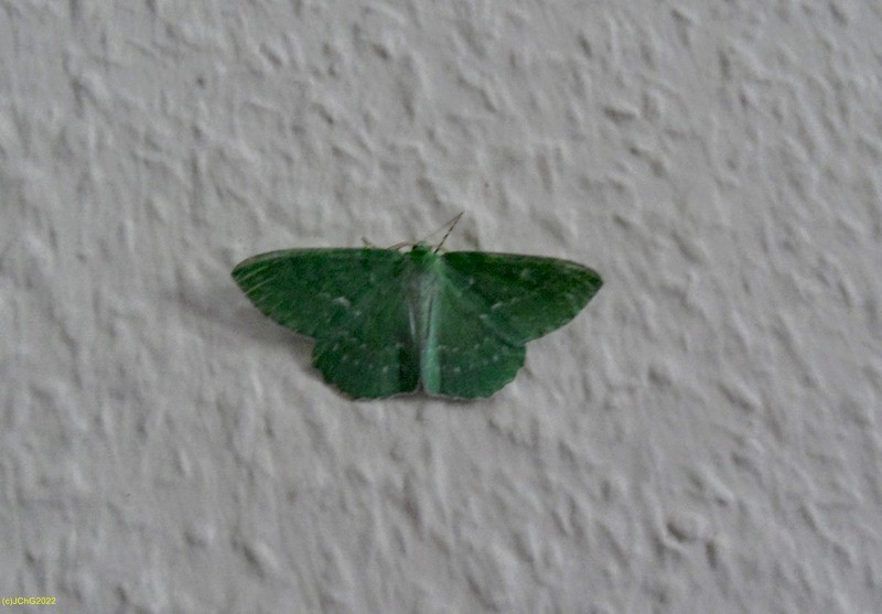 Grünes Blatt ruht an Wohnzimmerwand 07. August 2015