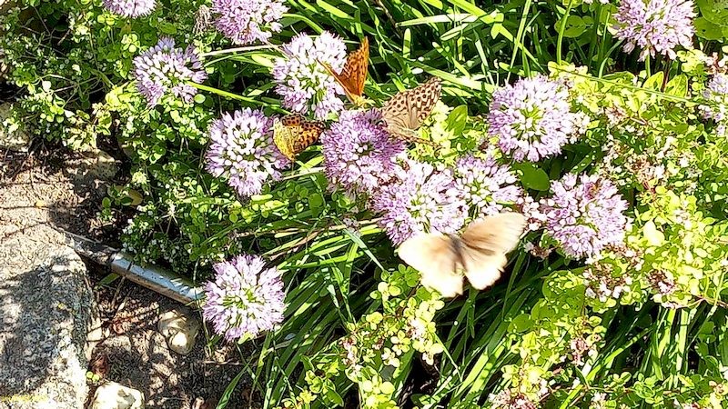 Schmetterlinge an der Winterheckenzwiebel 14. August 2021